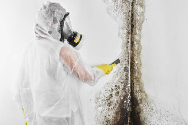 Best Mold Damage Repair  in New Sharon, IA