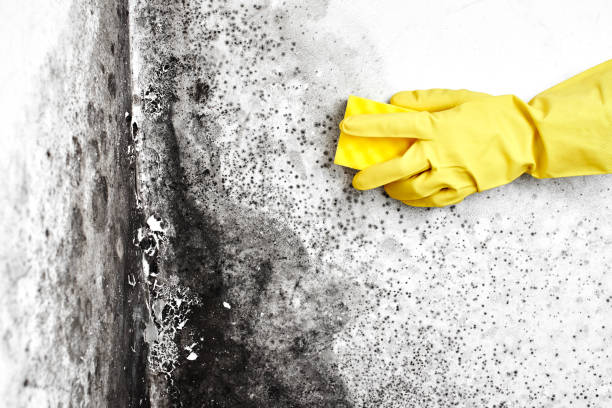 Best Fast Mold Removal  in New Sharon, IA