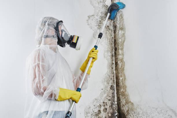 Best Commercial Mold Removal  in New Sharon, IA