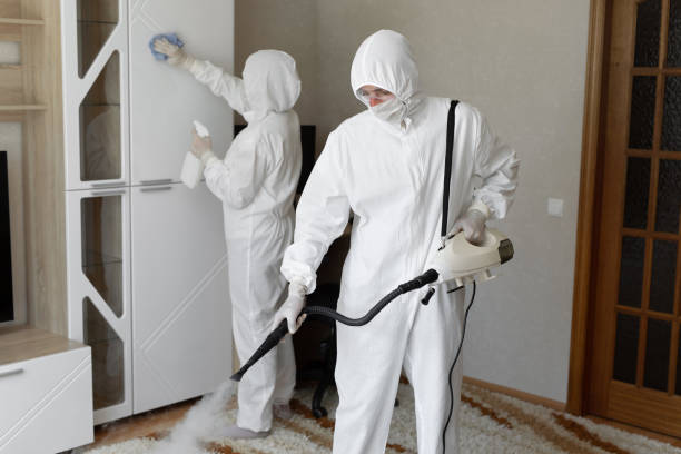 Best Black Mold Removal  in New Sharon, IA