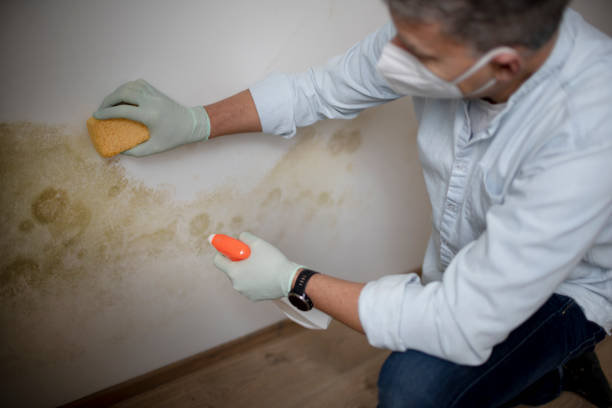 Best Certified Mold Removal  in New Sharon, IA