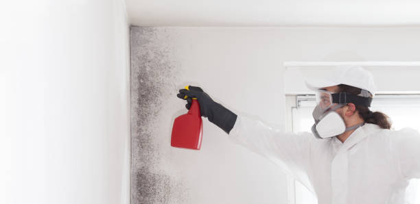 Reliable New Sharon, IA Mold Removal Solutions