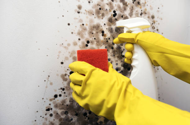 Best Emergency Mold Removal  in New Sharon, IA