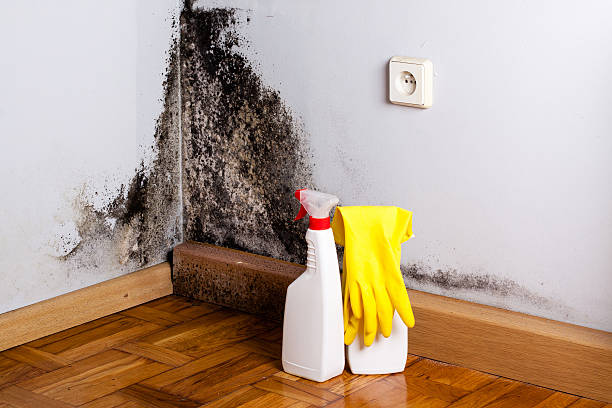Best Affordable Mold Removal  in New Sharon, IA