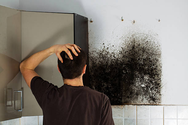 Best Home Mold Removal  in New Sharon, IA